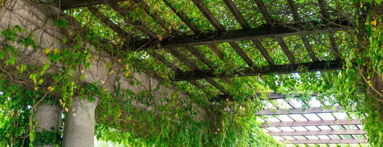 Pergola Nedir, Ne İşe Yarar?